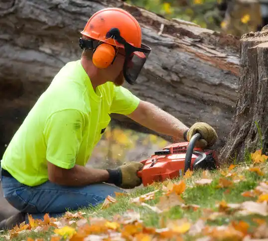 tree services Parkdale